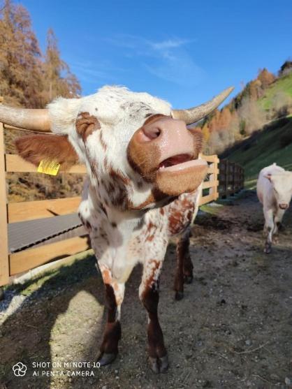 Texas Longhorn Ranch Neumannhof Apartment Cadipietra Exterior photo